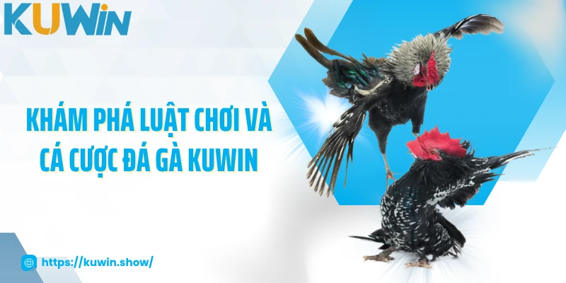 Khám phá luật chơi và cá cược đá gà KUWIN