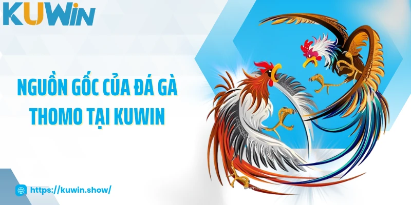 Đá Gà Thomo - Cập Nhật Luật Chơi Và Chiến Thuật Hấp Dẫn 2025 Nguồn gốc của đá gà Thomo tại KUWIN