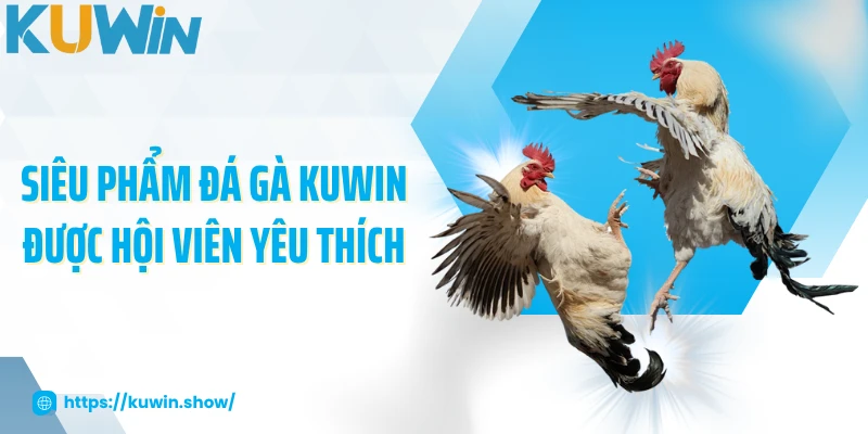 Siêu phẩm đá gà KUWIN được hội viên yêu thích